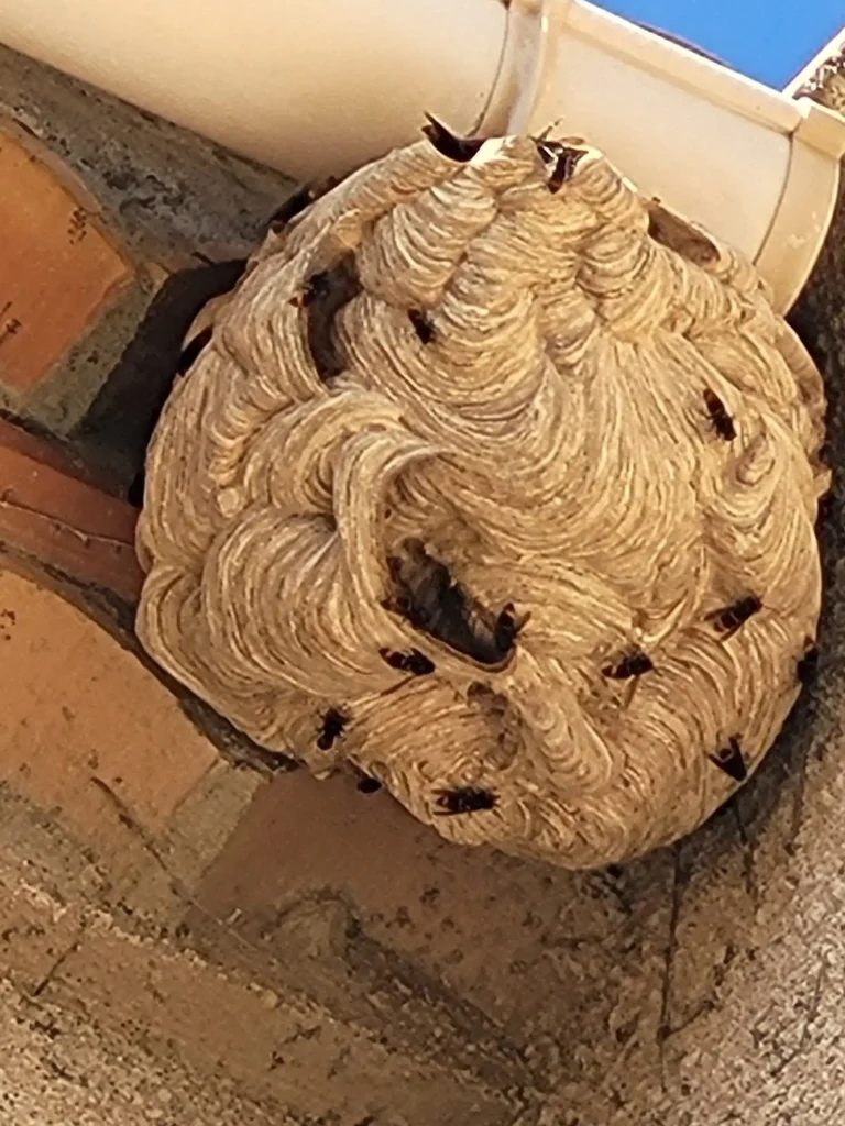 Exemple de nid de frelons asiatiques sous une goutière