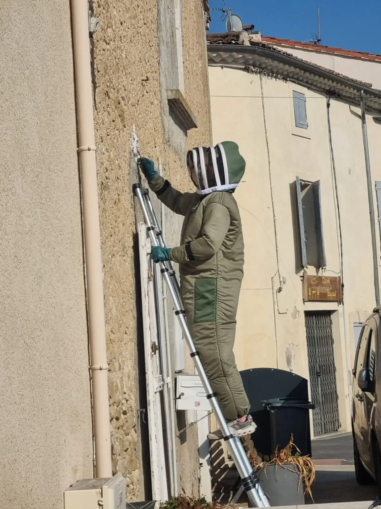 Intervention sur un nid de guêpes germaniques à Puimisson suite