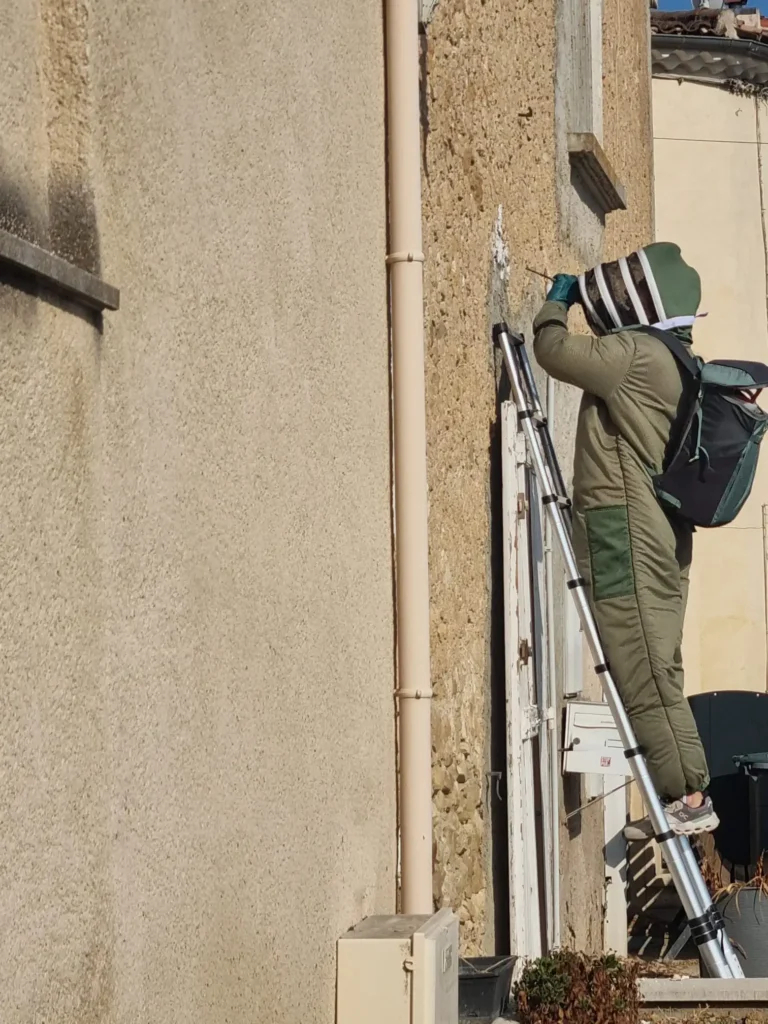 Intervention sur un nid de guepes germaniques à Puimisson