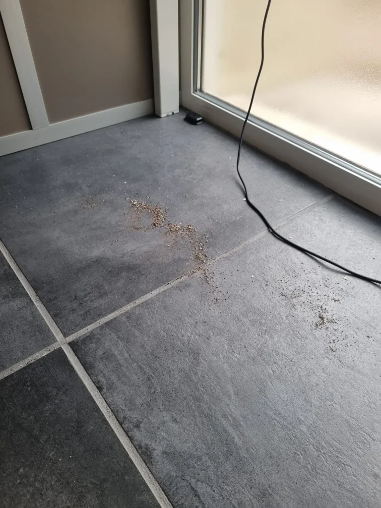 Mise en place de la solution professionnelle sur le passage des fourmis